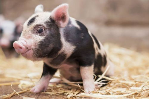 生肖豬11月避坑指南 切忌這4件傻事，以免斷送財路