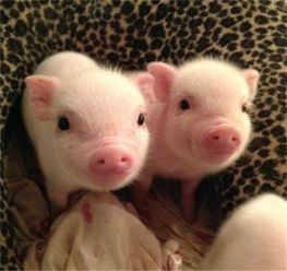 全國驚現首個豬價破 12 省份，羊價走勢或緊隨其后